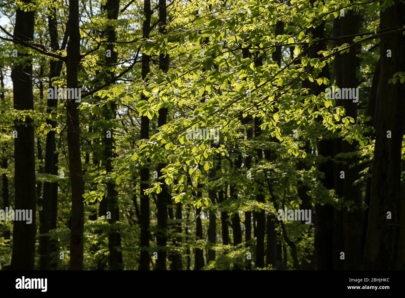 Frühling im Odenwald bei Stettbach, Bergstrasse-Odenwald, Hessen, Deutschland, Europa Stock Photo