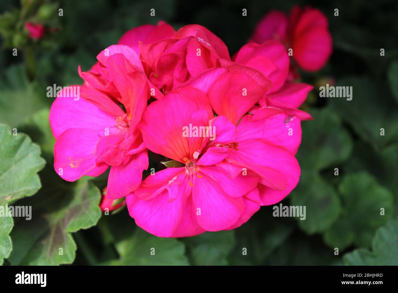 Blooms countryside hi-res stock photography and images - Alamy