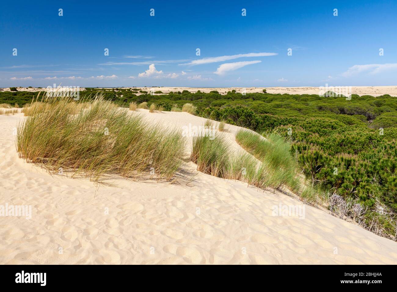 National Park of Doñana, Huelva, Spain Stock Photo