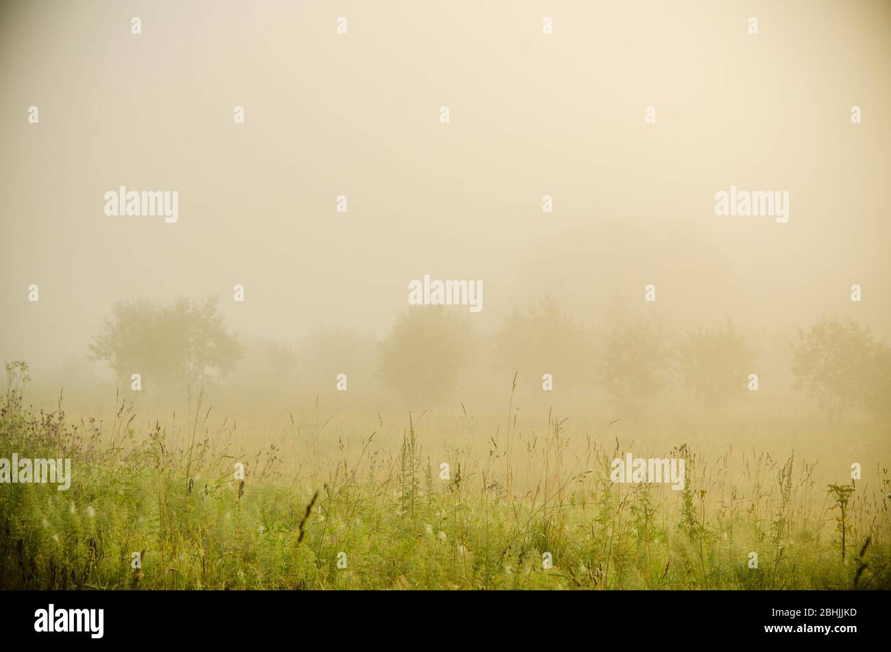 early morning. forest hiding in the fog Stock Photo - Alamy