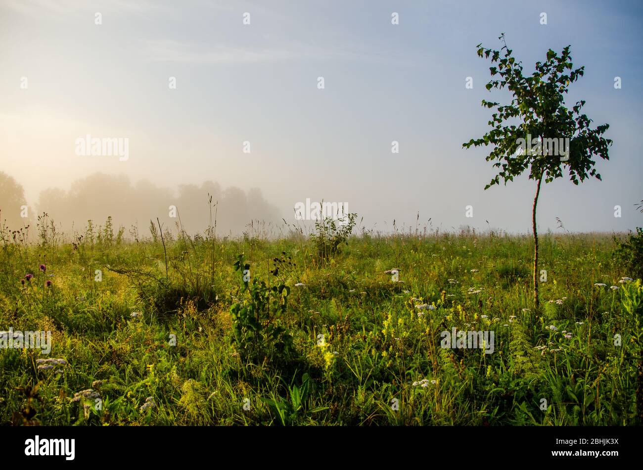 early morning. forest hiding in the fog Stock Photo - Alamy