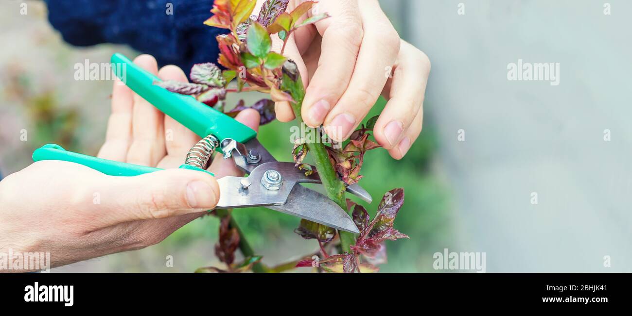 Gardener pruning red bush roses hi-res stock photography and images - Alamy
