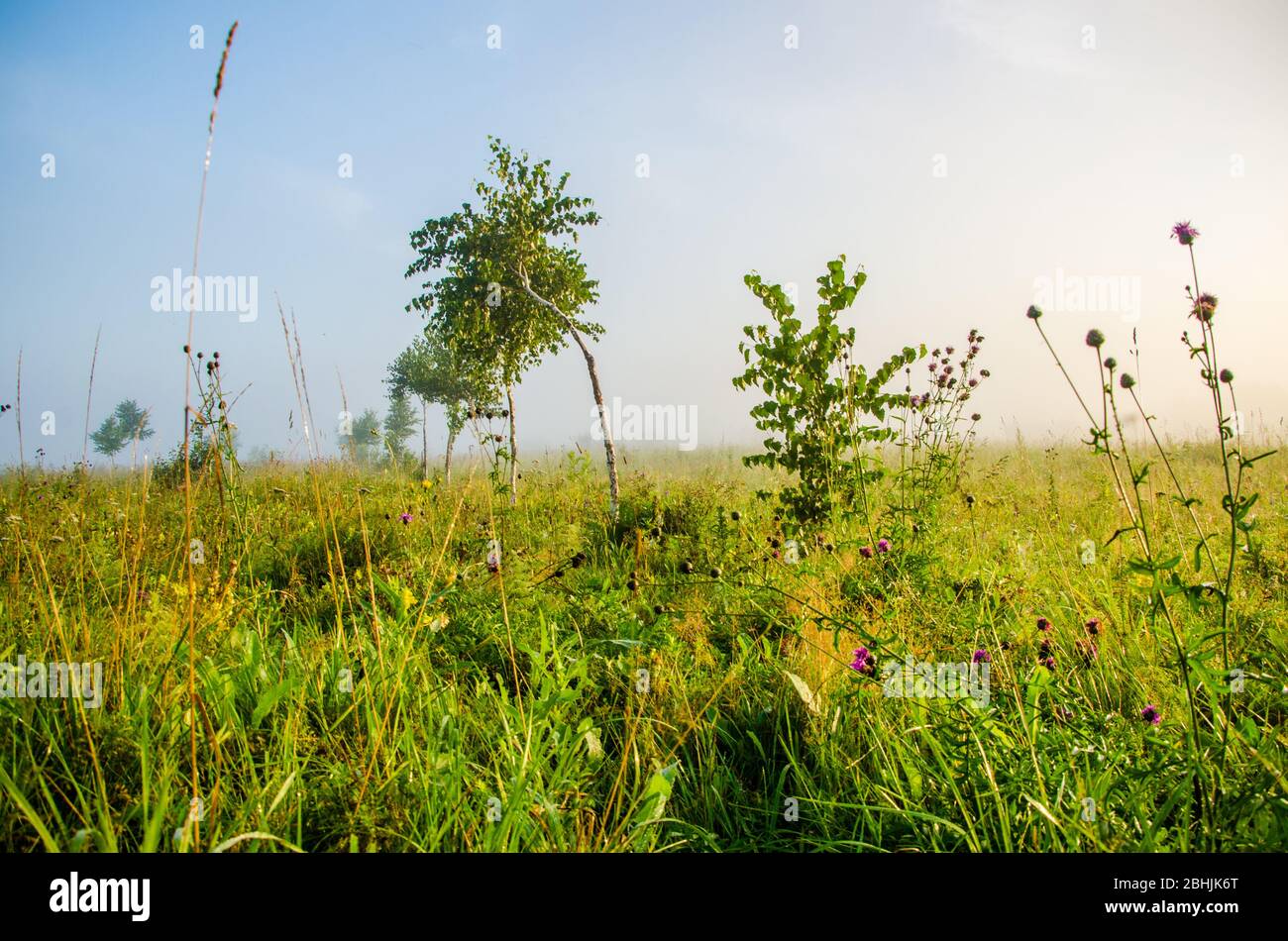 early morning. forest hiding in the fog Stock Photo - Alamy