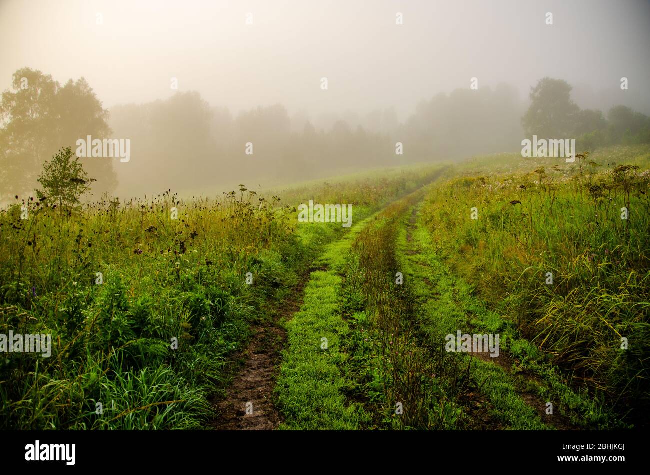 Dark green forest path hi-res stock photography and images - Alamy