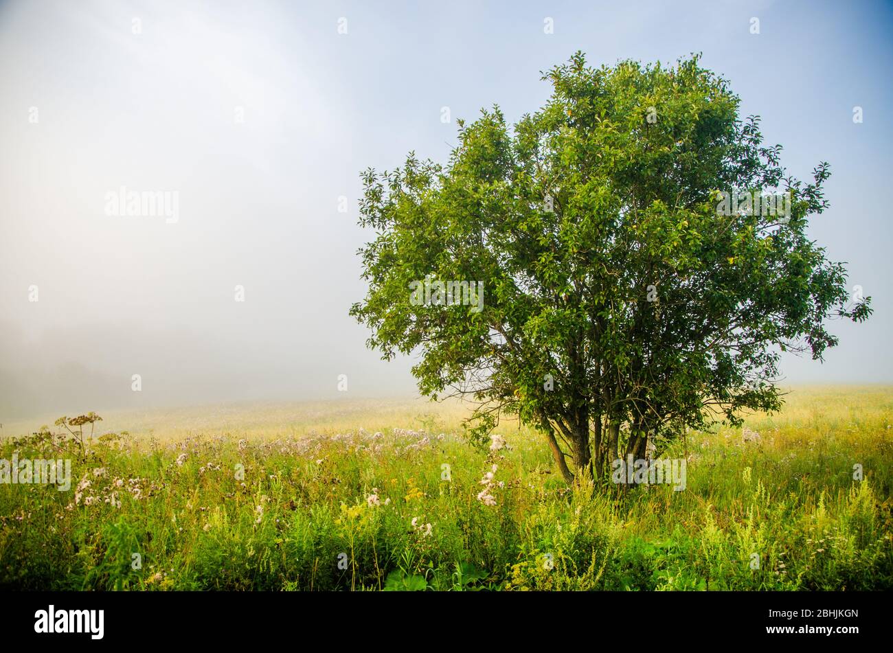 early morning. forest hiding in the fog Stock Photo - Alamy
