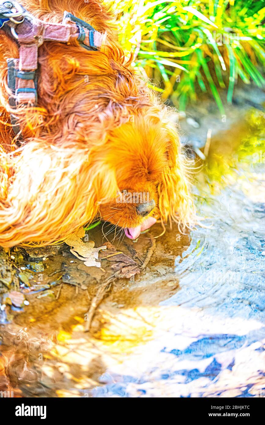 Dog drinks water from the stream Stock Photo