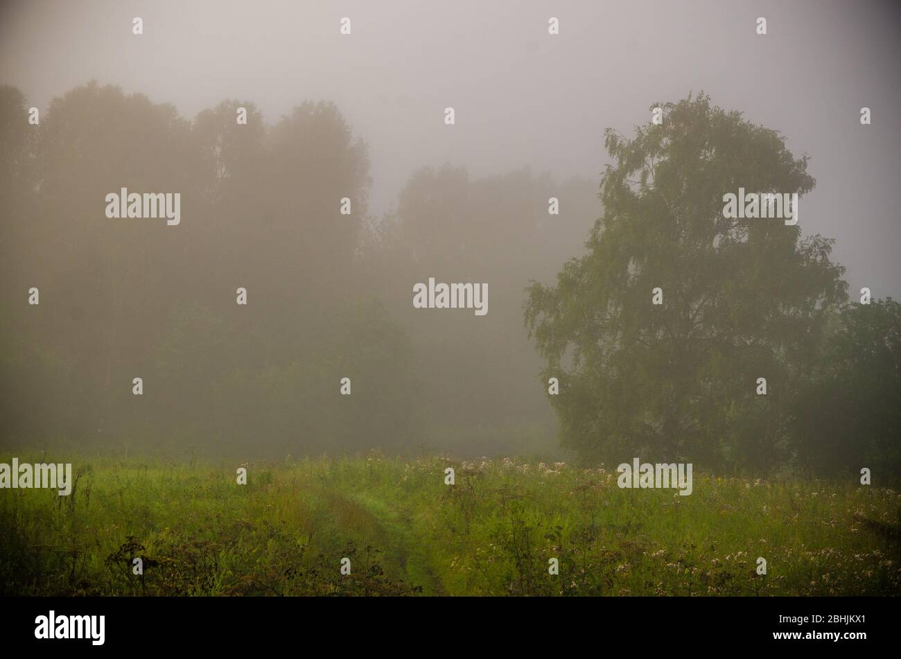 early morning. forest hiding in the fog Stock Photo - Alamy