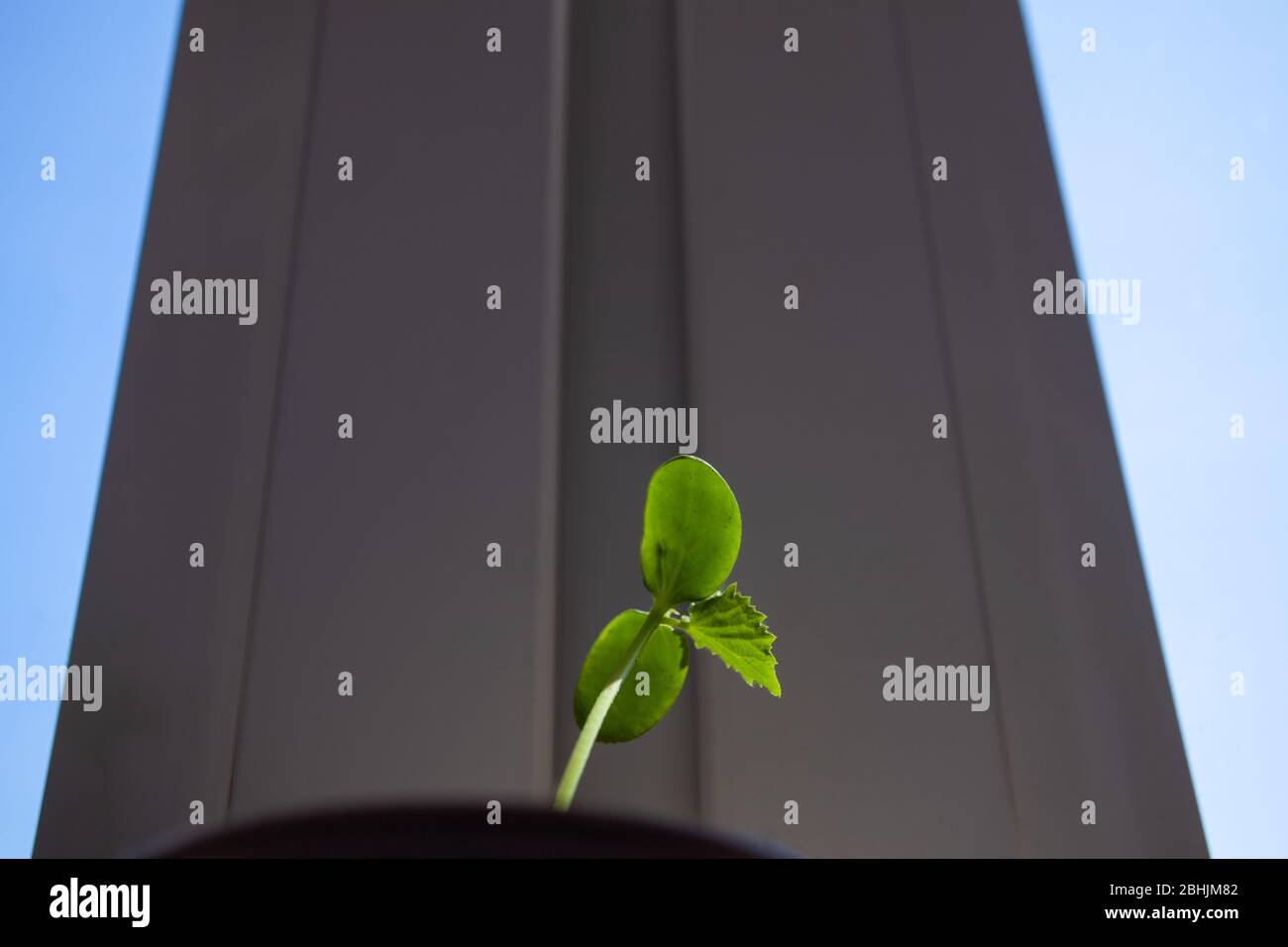 Saplings of cucumber in a pot on the balcony, against the background of ...