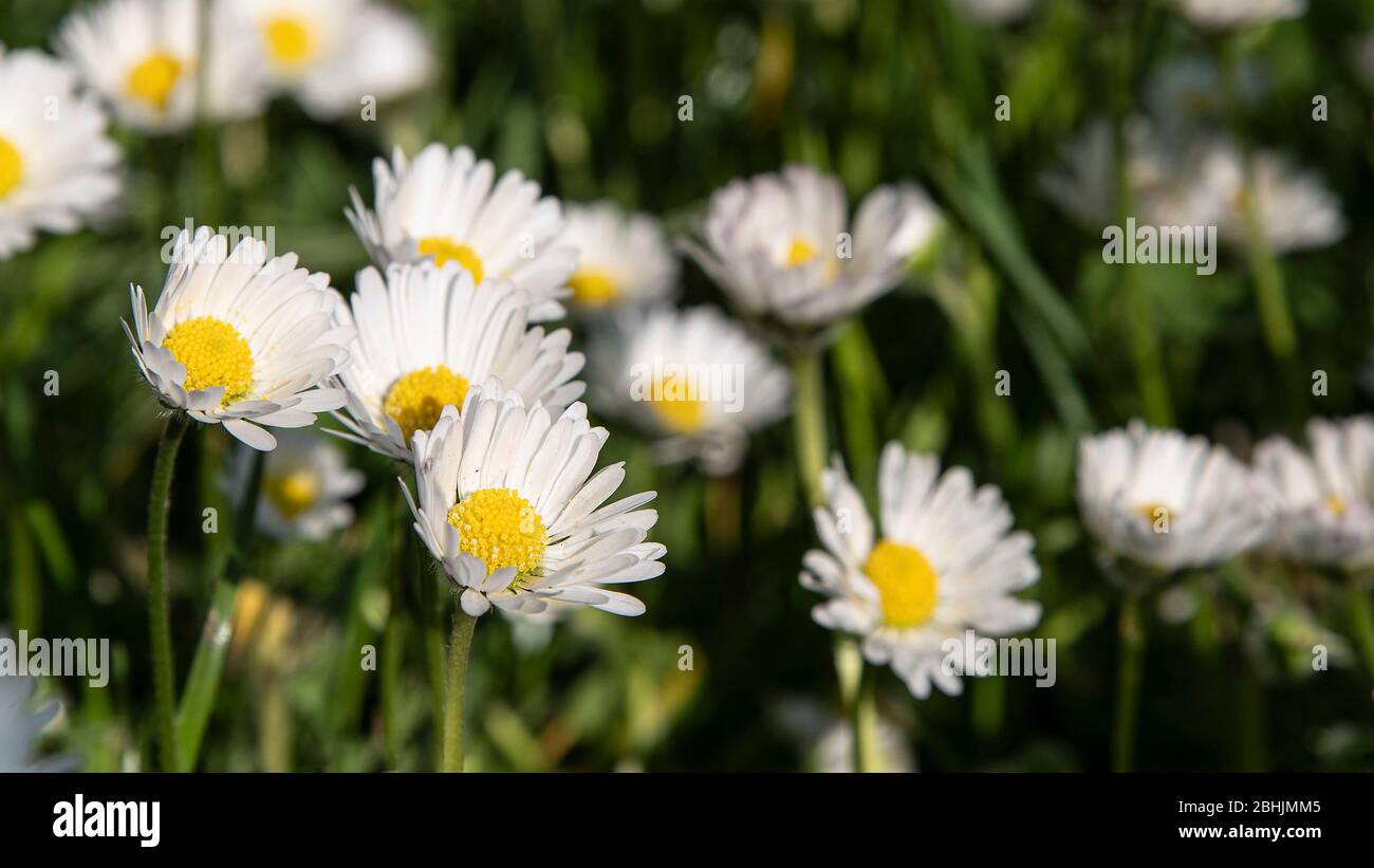 White daisies in grass in springtime Stock Photo