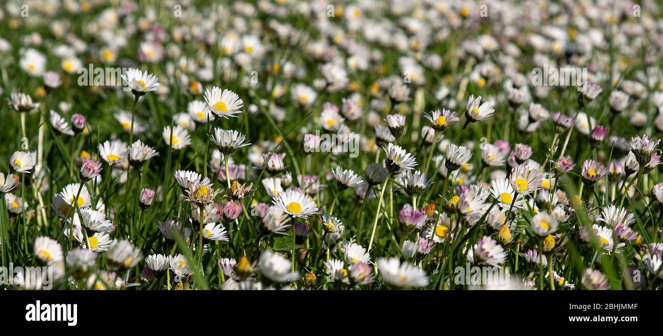 White daisies in grass in springtime Stock Photo