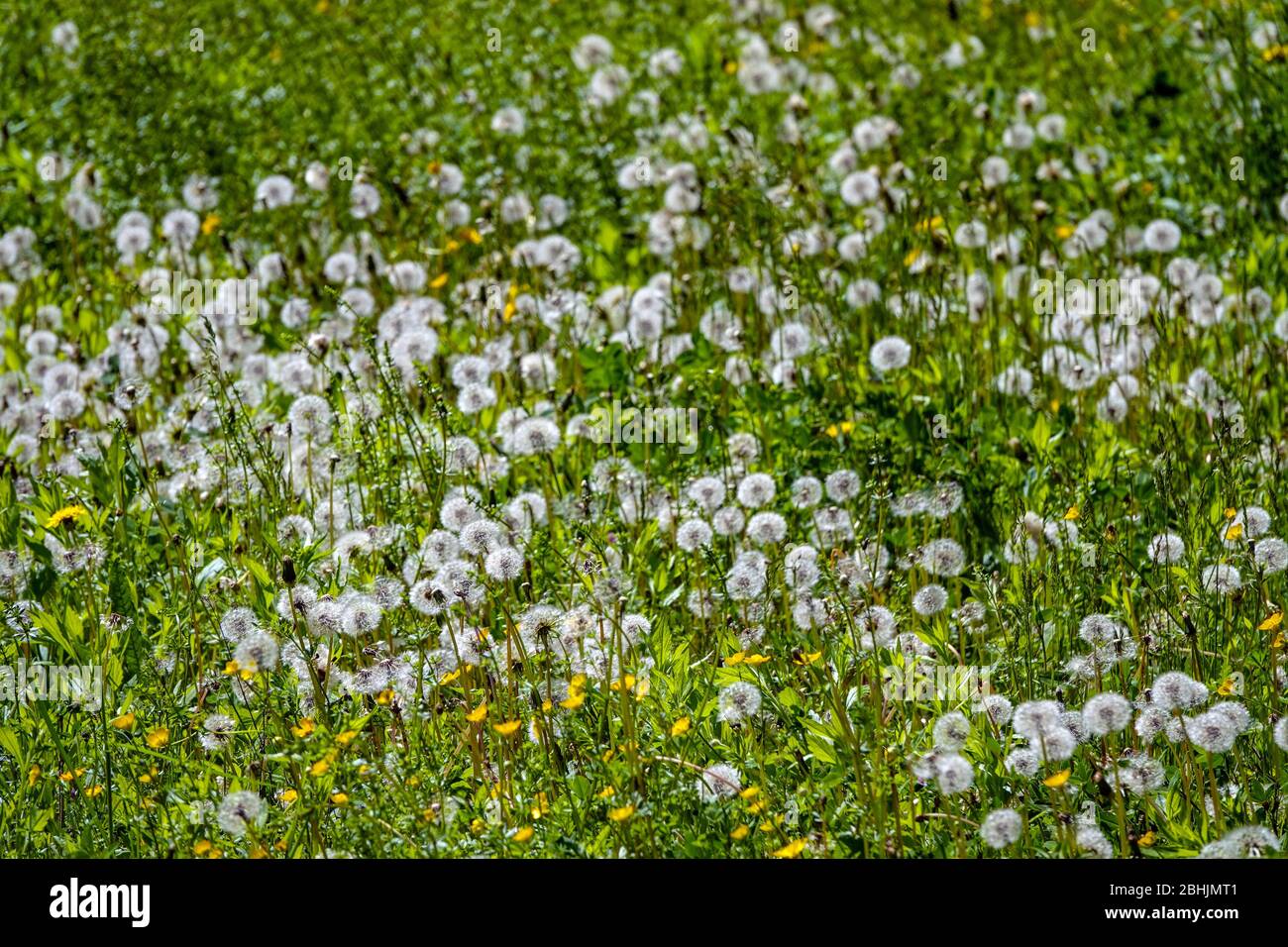 Dandelion clocks in spring meadow, Ariege, South of France, France, French Pyrenees, Pyrenees Stock Photo