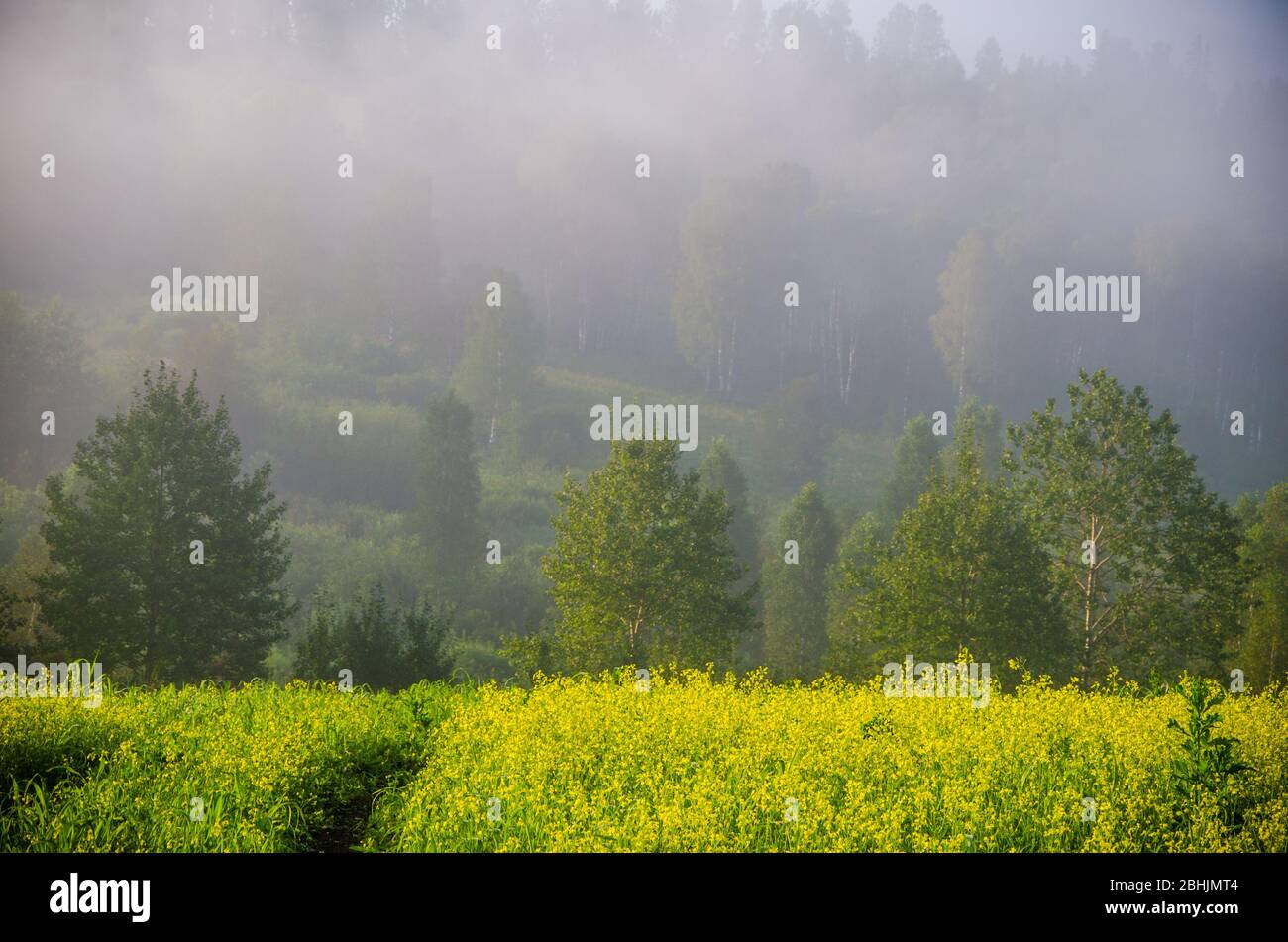 early morning. forest hiding in the fog Stock Photo - Alamy