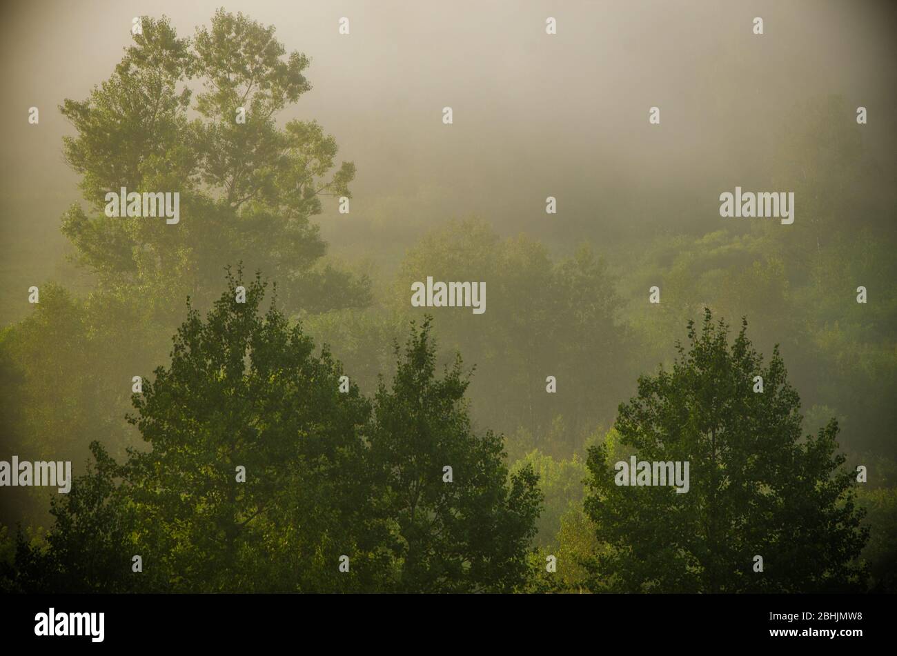 early morning. forest hiding in the fog Stock Photo - Alamy