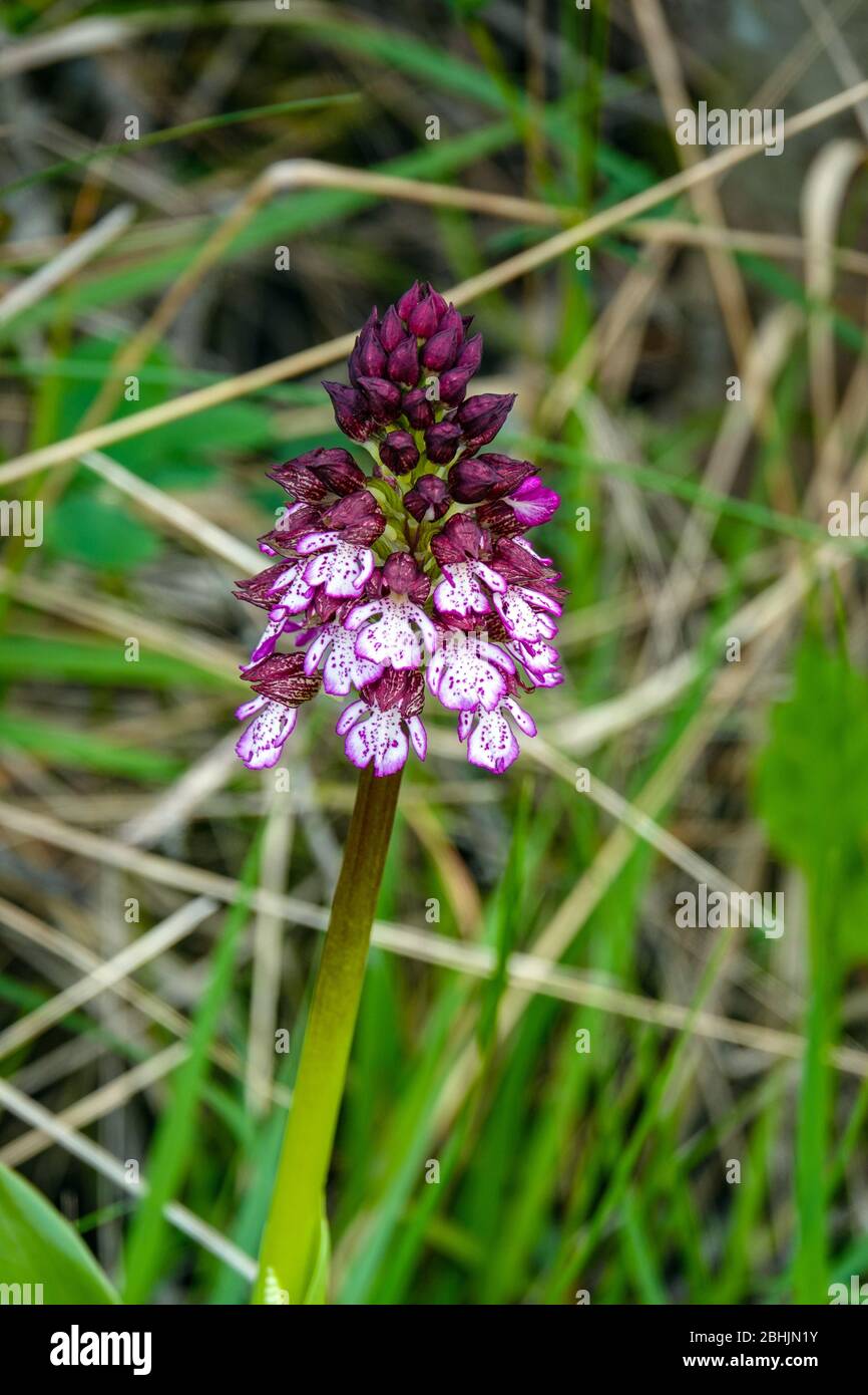 Purple lady orchid growing in meadow, Ariege, South of France, France, French Pyrenees, Pyrenees Stock Photo