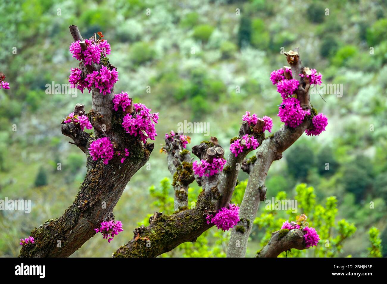 Purple flowers on trunk of Judas Tree, Ariege, South of France, France, French Pyrenees, Pyrenees Stock Photo