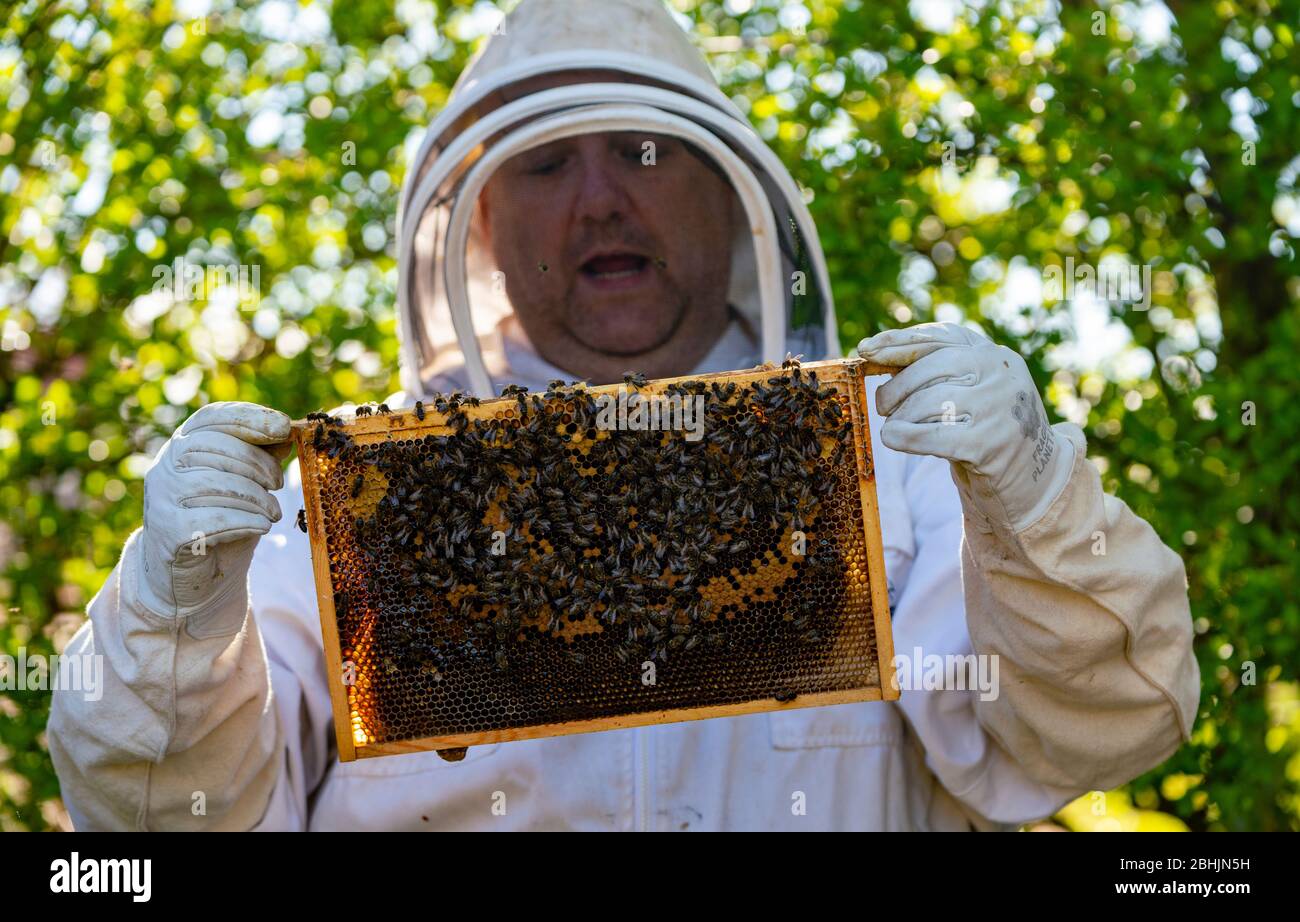 North Berwick, Scotland, UK. 26 April 2020. Beekeeper Craig Stebbing from North Berwick makes his regular check of his beehives. He is also installing temporary feeders which provide a sugar based solution for the bees to feed on. Iain Masterton/ Alamy Live News. Stock Photo
