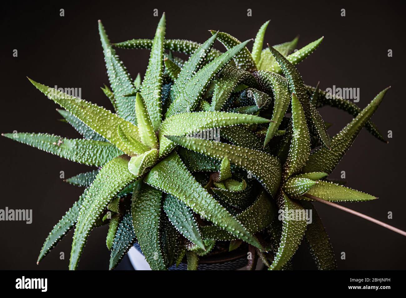 Close-up in low key on haworthia attenuata succulent houseplant forming attractive green rosettes. Striking succulent houseplant on a dark background. Stock Photo