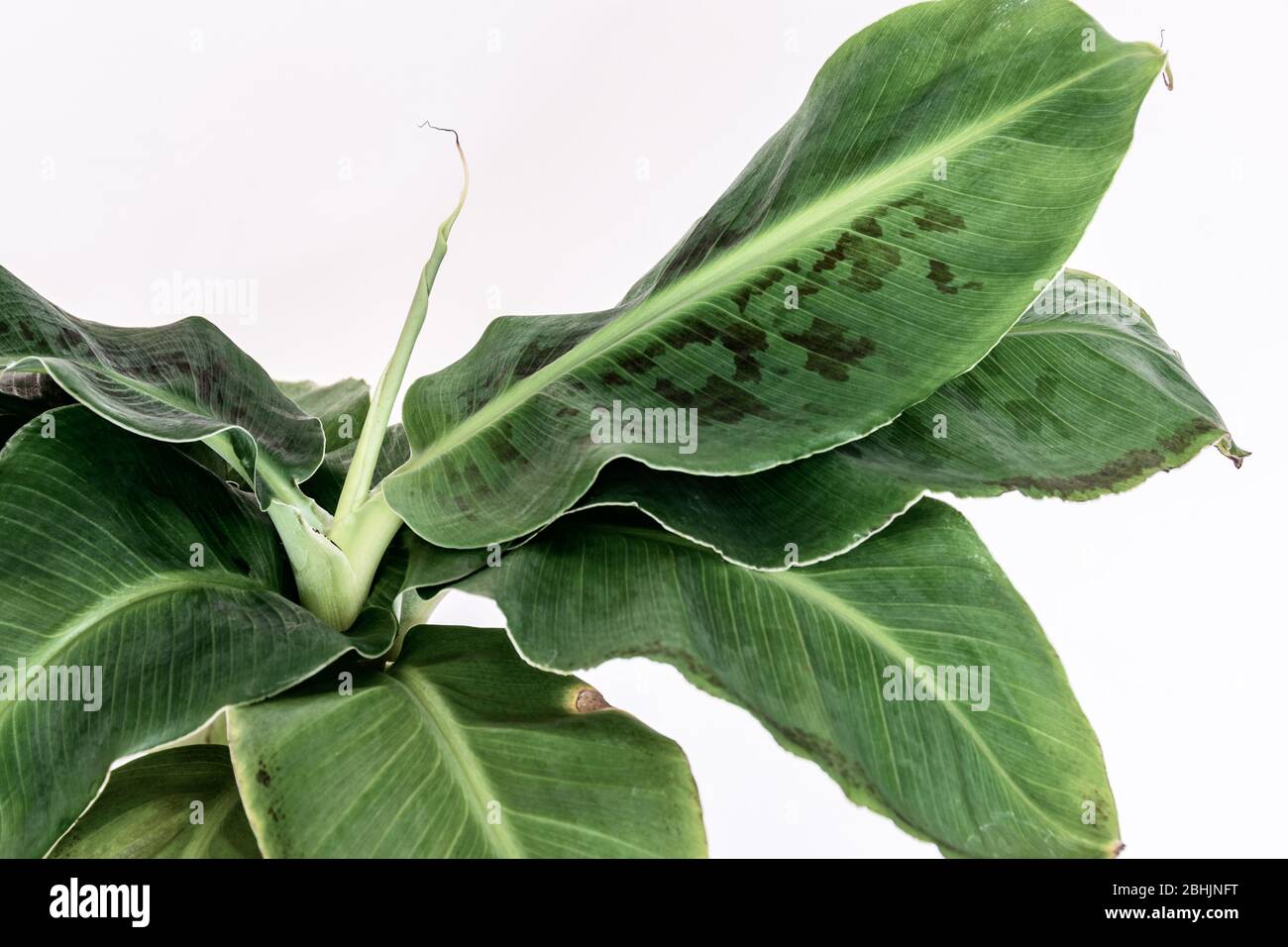 Close-up on blotched leaves of a  Dwarf Cavendish banana plant (musa dwarf) on white background. Beautiful exotic houseplant foliage detail. Stock Photo
