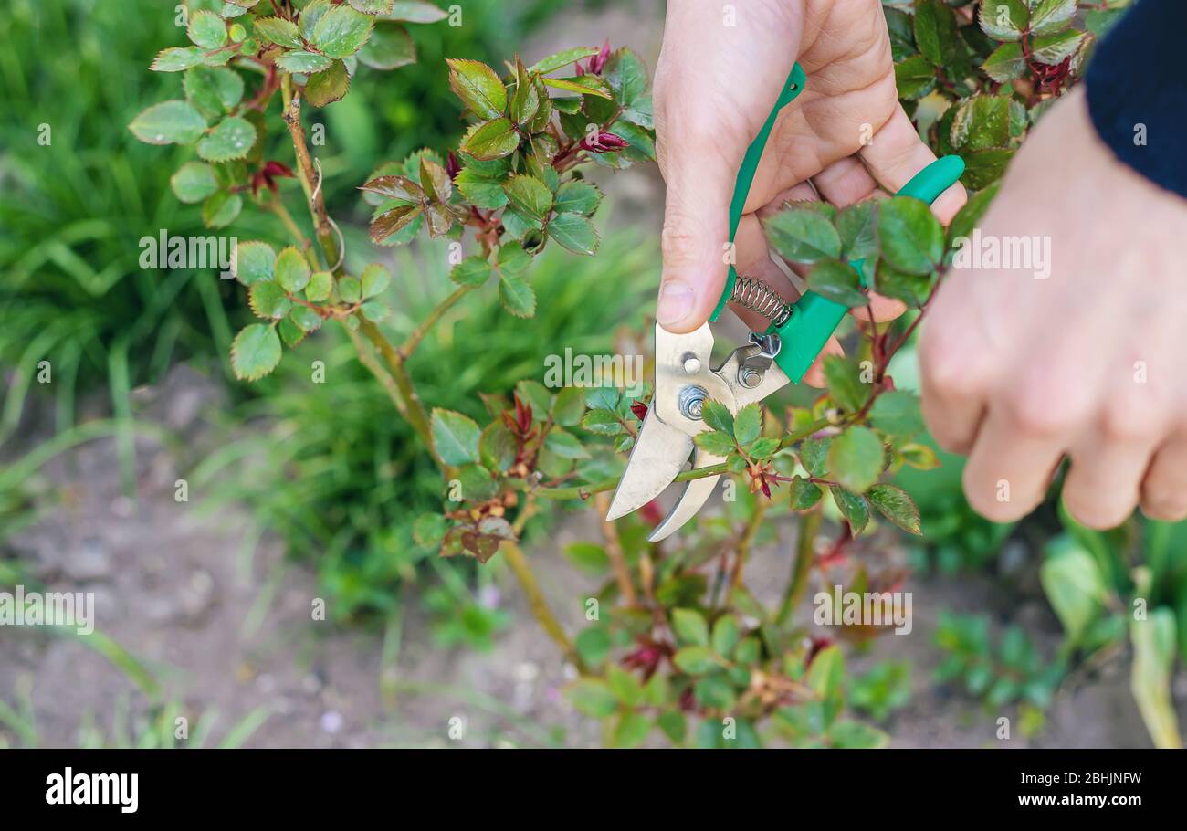 Gardener pruning red bush roses hi-res stock photography and images - Alamy