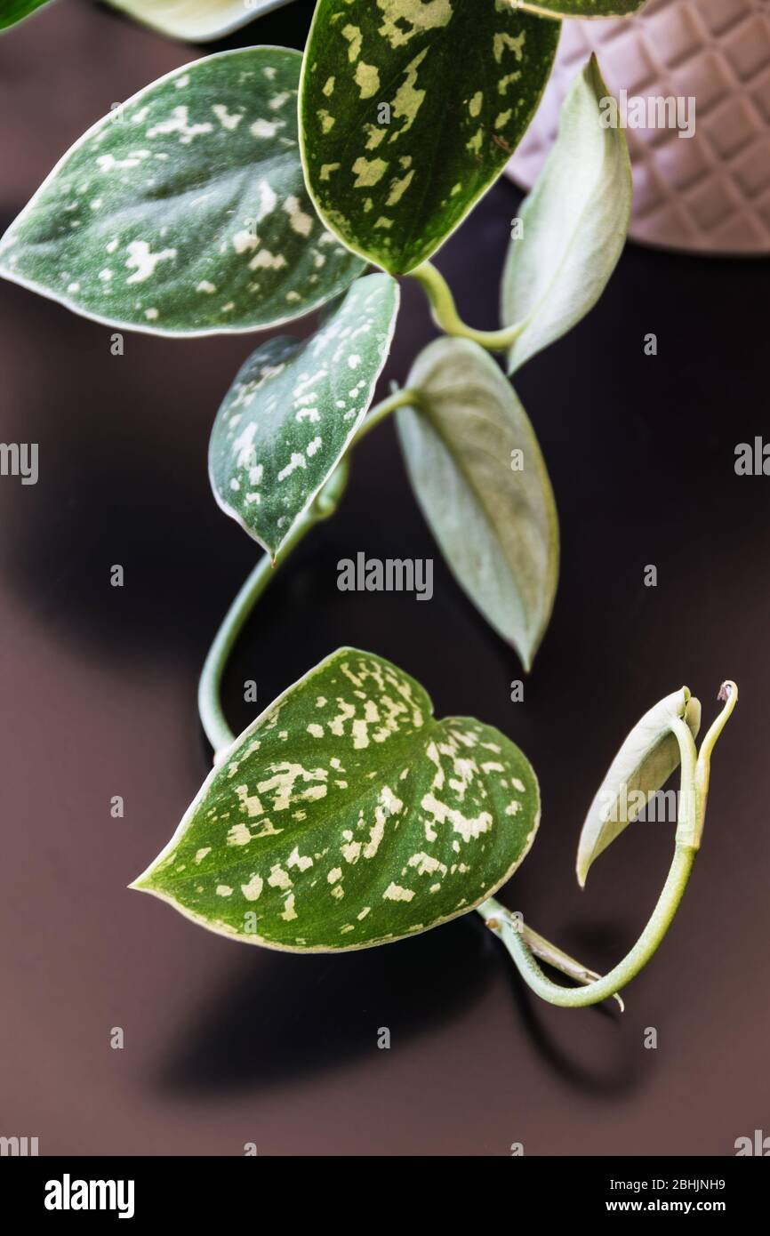 Close-up on trailing vine of satin pothos (scindapsus pictus) houseplant in white pot on dark background. Houseplant detail with silver variegation. Stock Photo