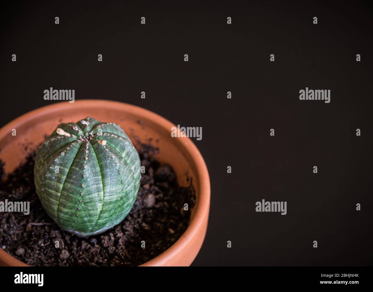 Close-up on an euphorbia obesa rare succulent plant in terracotta pot on dark grey background. Trendy houseplant detail against dark backdrop. Stock Photo