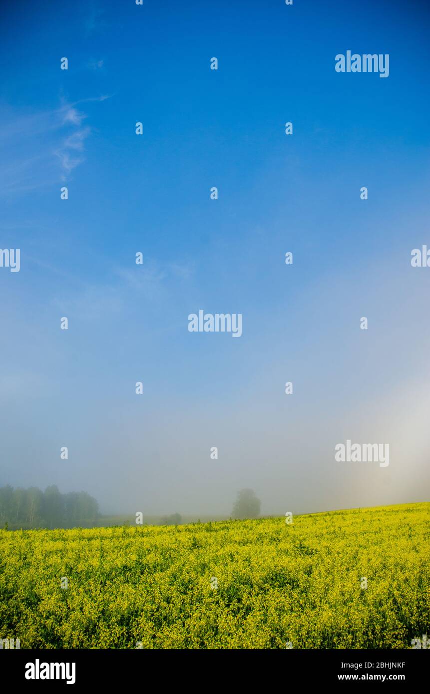 early morning. forest hiding in the fog Stock Photo - Alamy