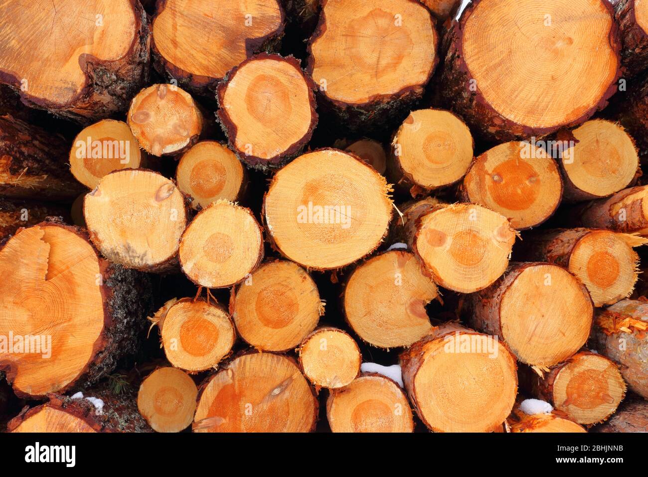 Log pile of freshly felled common spruce trees (Picea abies) with clearly visible tree rings, Trøndelag, Norway Stock Photo