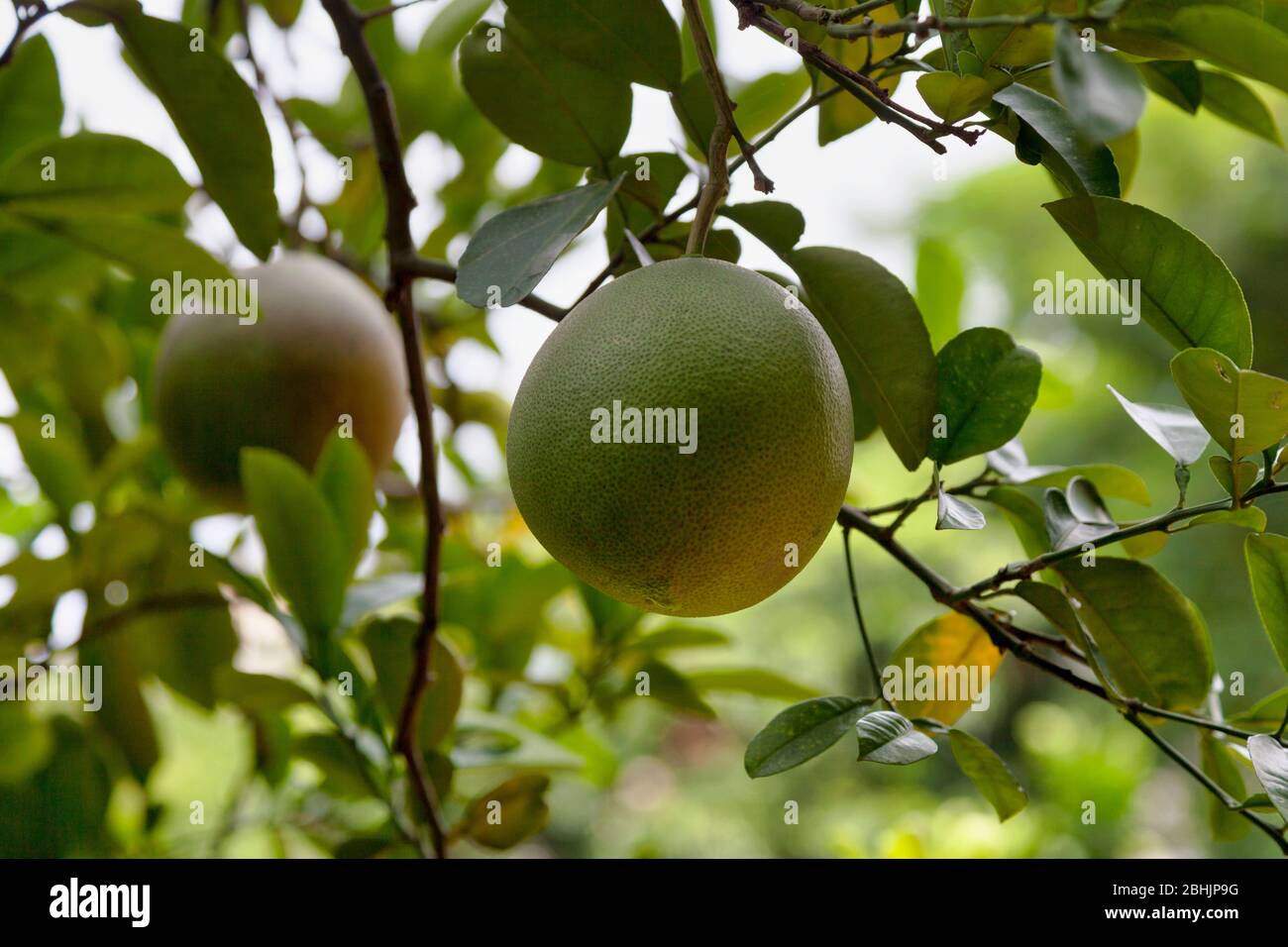 Close-up on pomelos hanging from the tree. Stock Photo