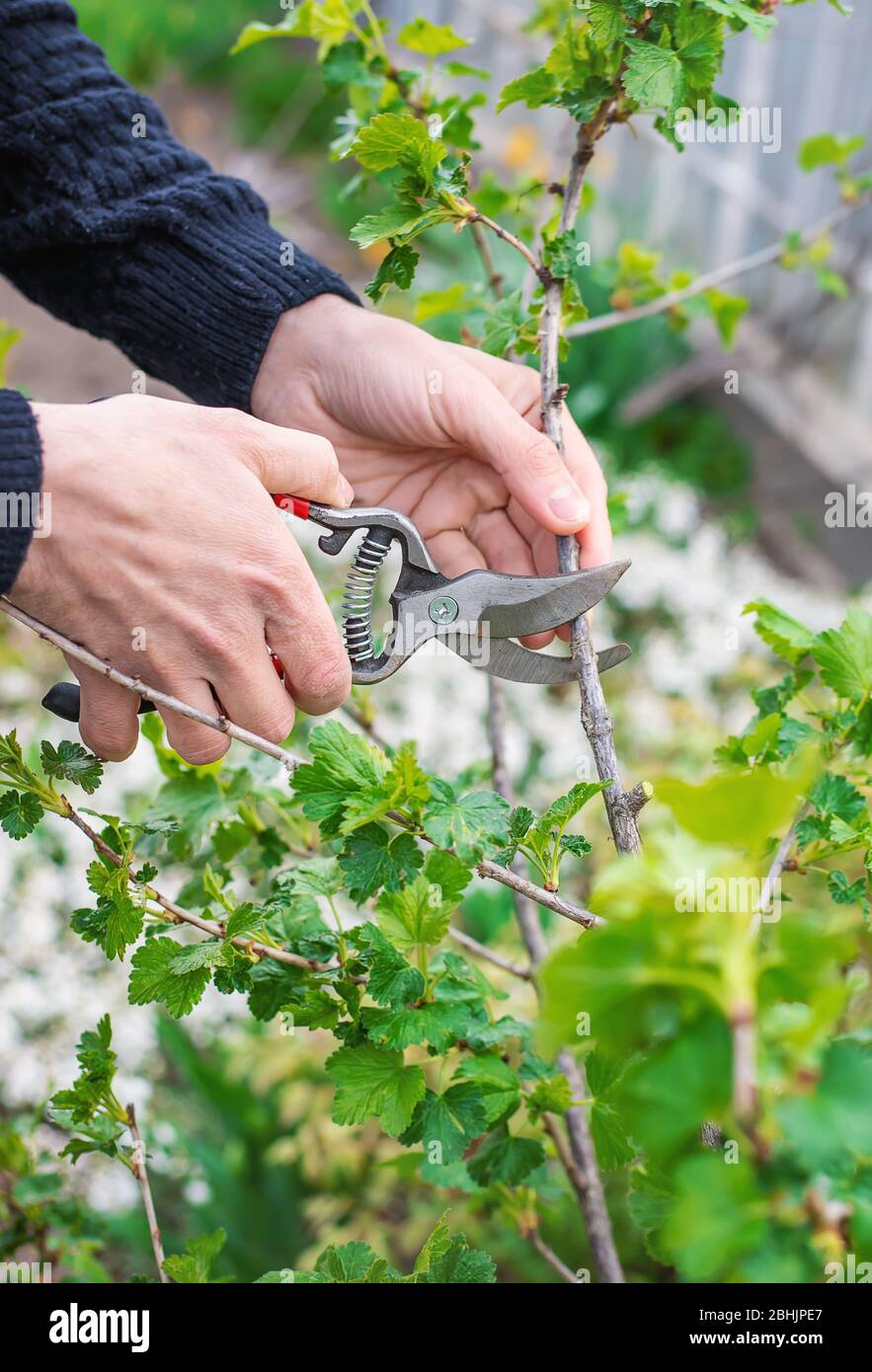 Gardener pruning currant bushes in the garden. Selective focus. nature. Stock Photo