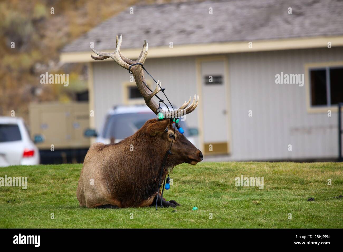 Deer With Christmas Lights In Antlers In Colorado Springs 2022 Christmas Lights String High Resolution Stock Photography And Images - Alamy