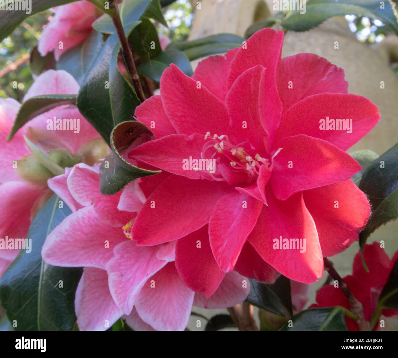 Camellia Japonica Lady Vansittart in flower, April 2020, Devon, UK, flowers turning from pale to a darker pink. Stock Photo
