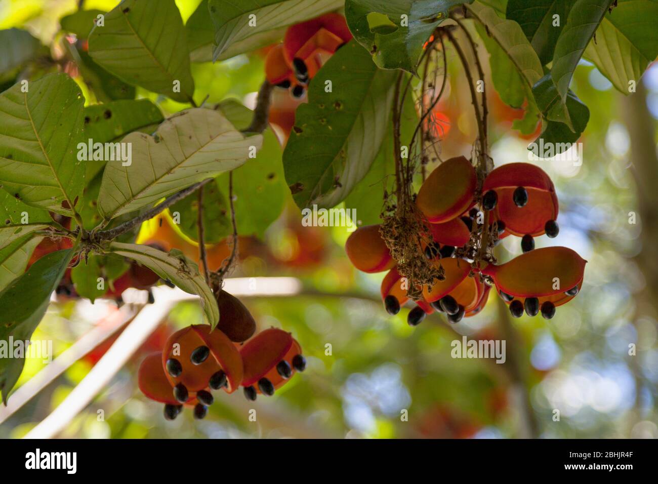 The Sterculia quadrifida, also known as the peanut tree, or red-fruited kurrajong is a small tree. Stock Photo