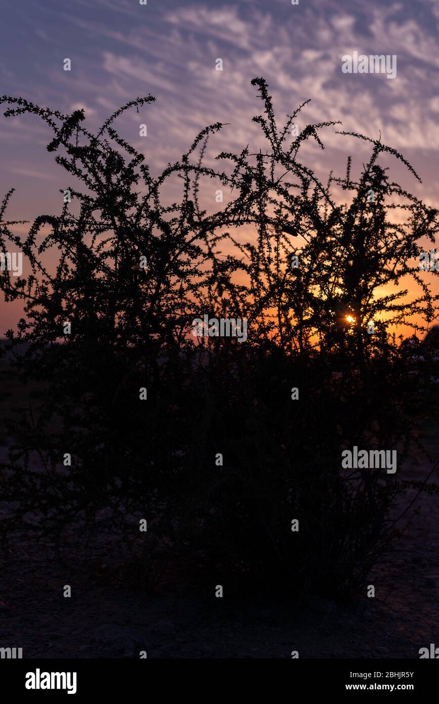 A closeup tranquil landscape scene of the black silhouette shadow of a tree in a fieldset on orange sunset meets evening horizon Stock Photo