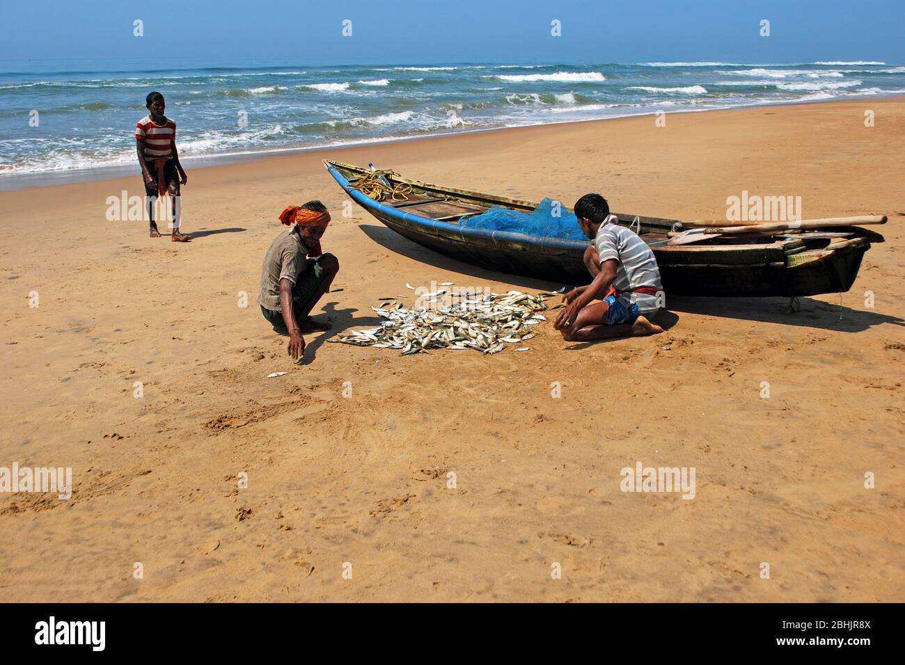 fishermen sorting fish from fishing net at puri sea beach odisha. Stock Photo