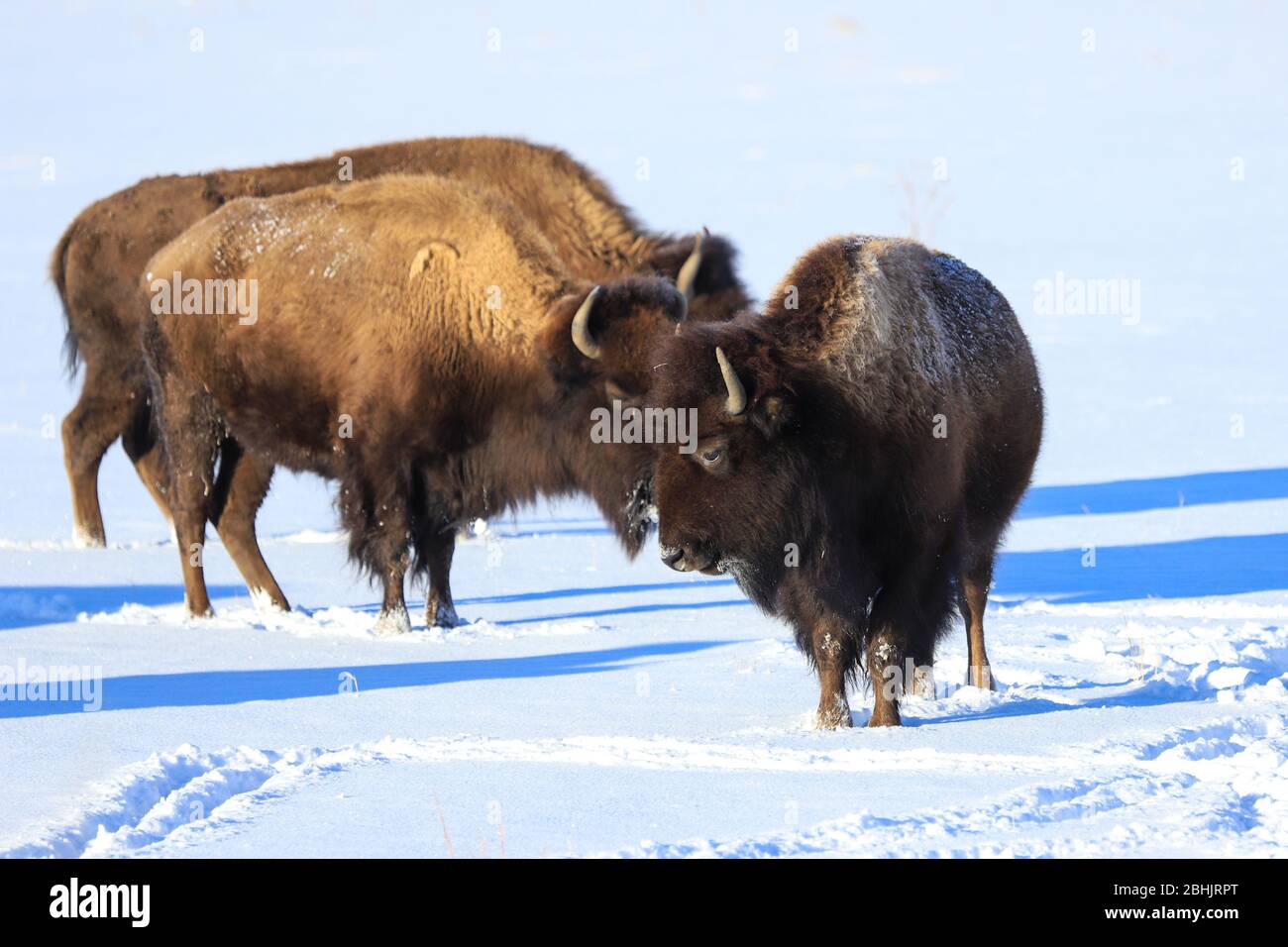 American Bison in winter snow Stock Photo - Alamy