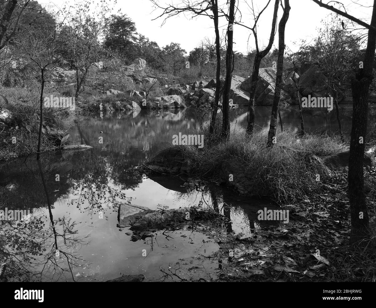 Black and White Photo of Pond Along Hiking Trail in Great Falls National Park Stock Photo