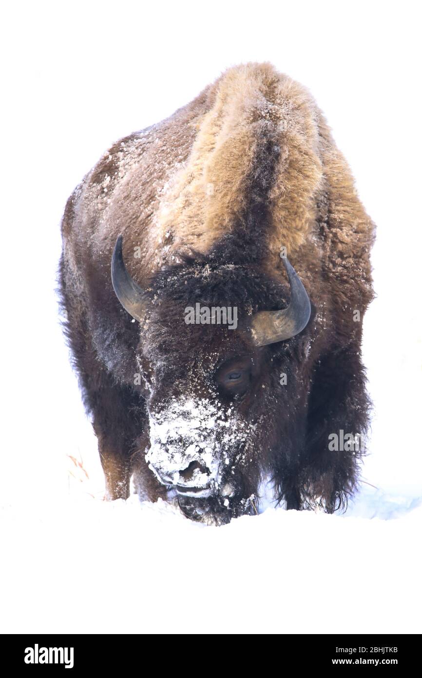 American Bison in winter snow Stock Photo - Alamy