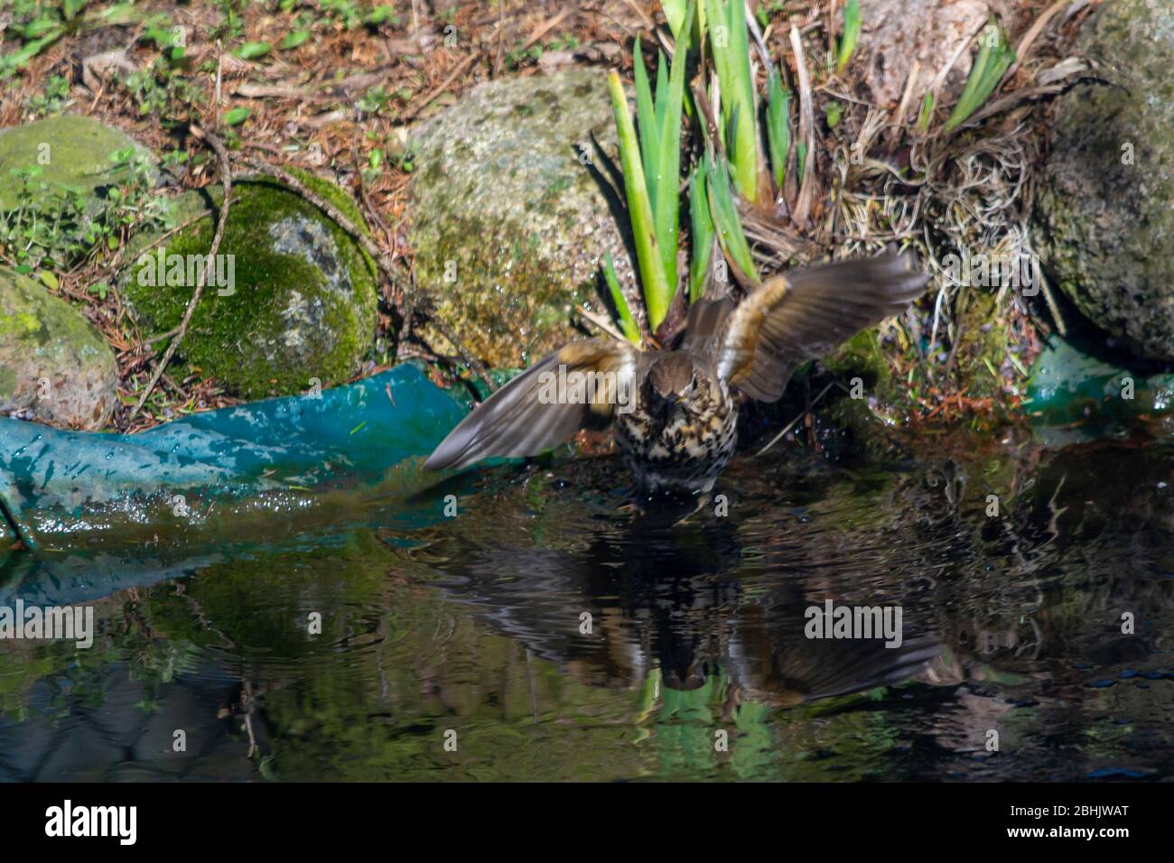 Thrush singer, singer - a species of medium-sized bird from the thrush family, inhabiting Eurasia. Stock Photo