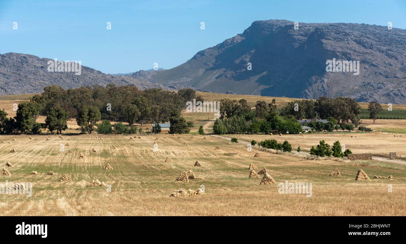 Ceres, Swartland, South Africa. 2019. Wheat producing area of the Swartland close to Ceres. Stock Photo