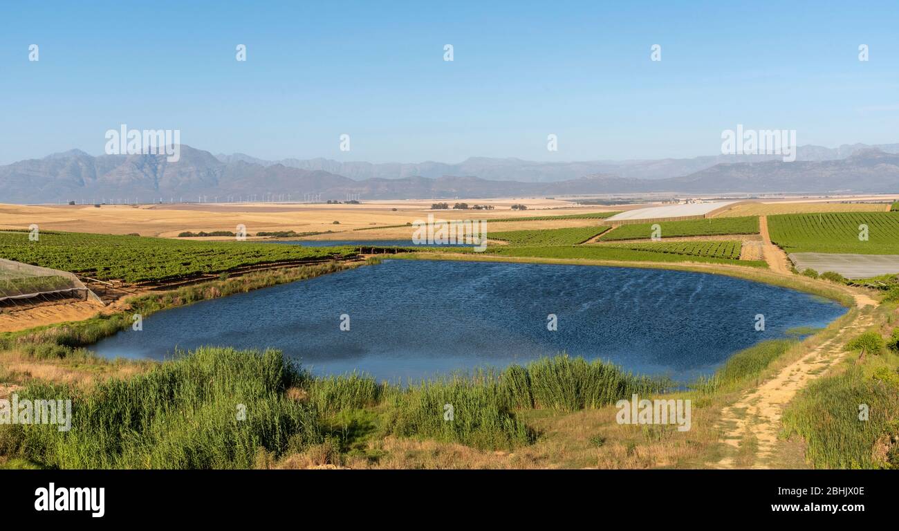 Riebeek Kasteel, Swartland, South Africa. 2019. Overview of the vineyards and wheat producing farms looking towards Gouda in the Swartland region. Stock Photo