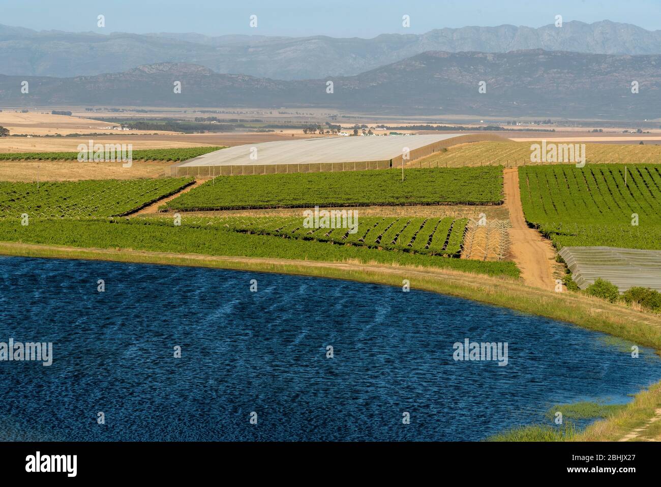 Riebeek Kasteel, Swartland, South Africa. 2019. Overview of the vineyards and wheat producing farms looking towards Gouda in the Swartland region. Stock Photo