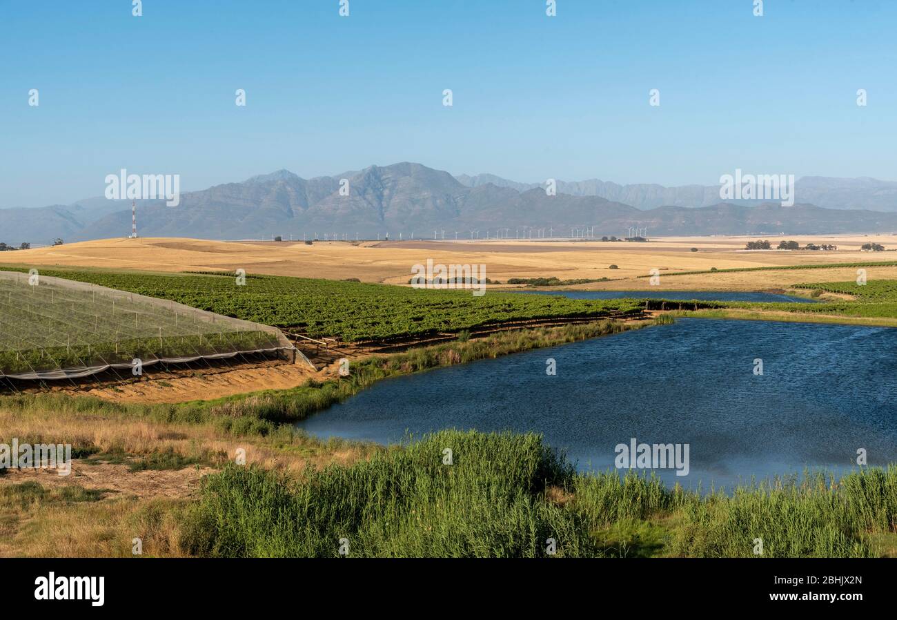 Riebeek Kasteel, Swartland, South Africa. 2019. Overview of the vineyards and wheat producing farms looking towards Gouda in the Swartland region. Stock Photo