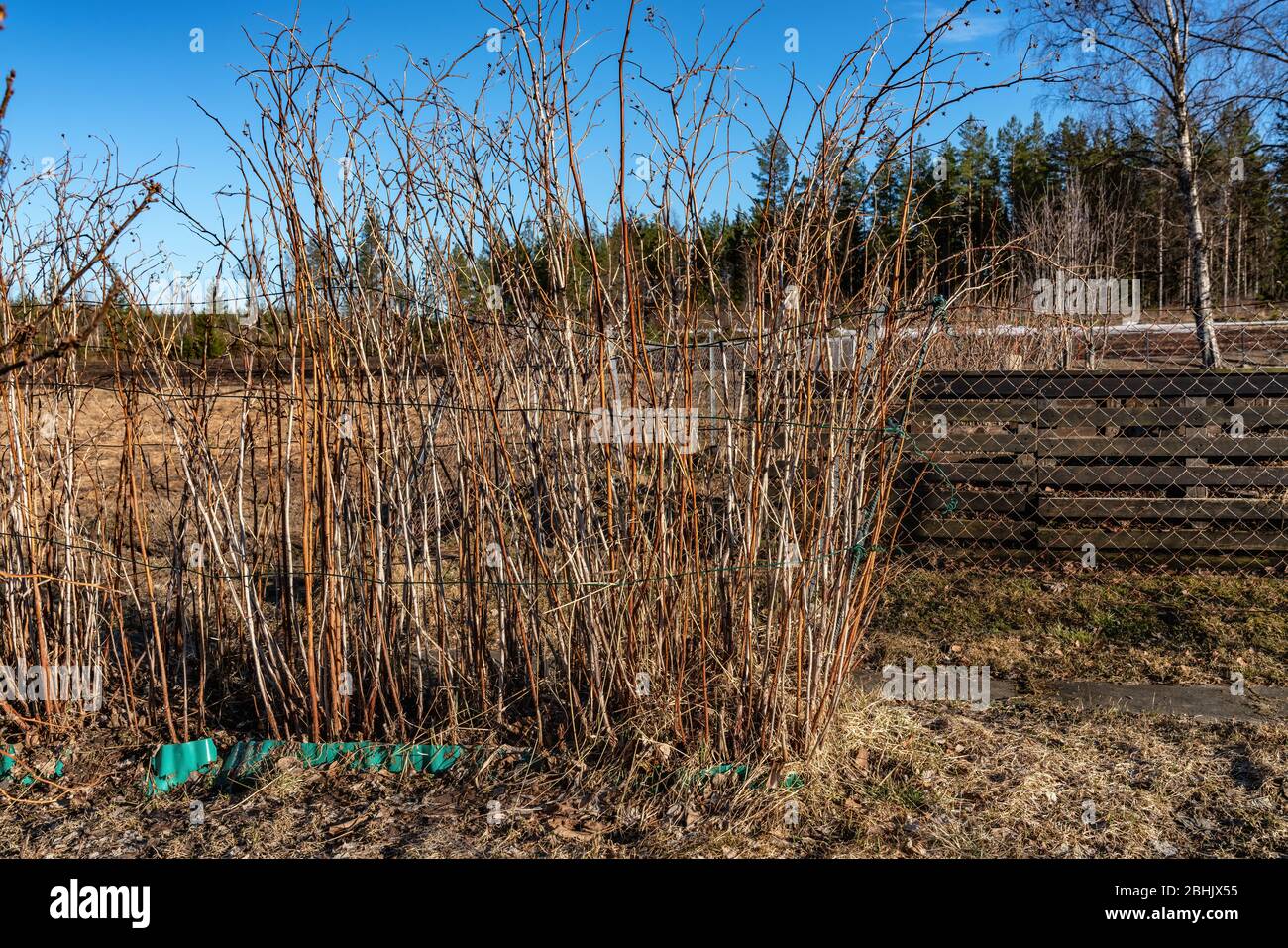 Raspberry bushes without leaves at back side of garden close to compost