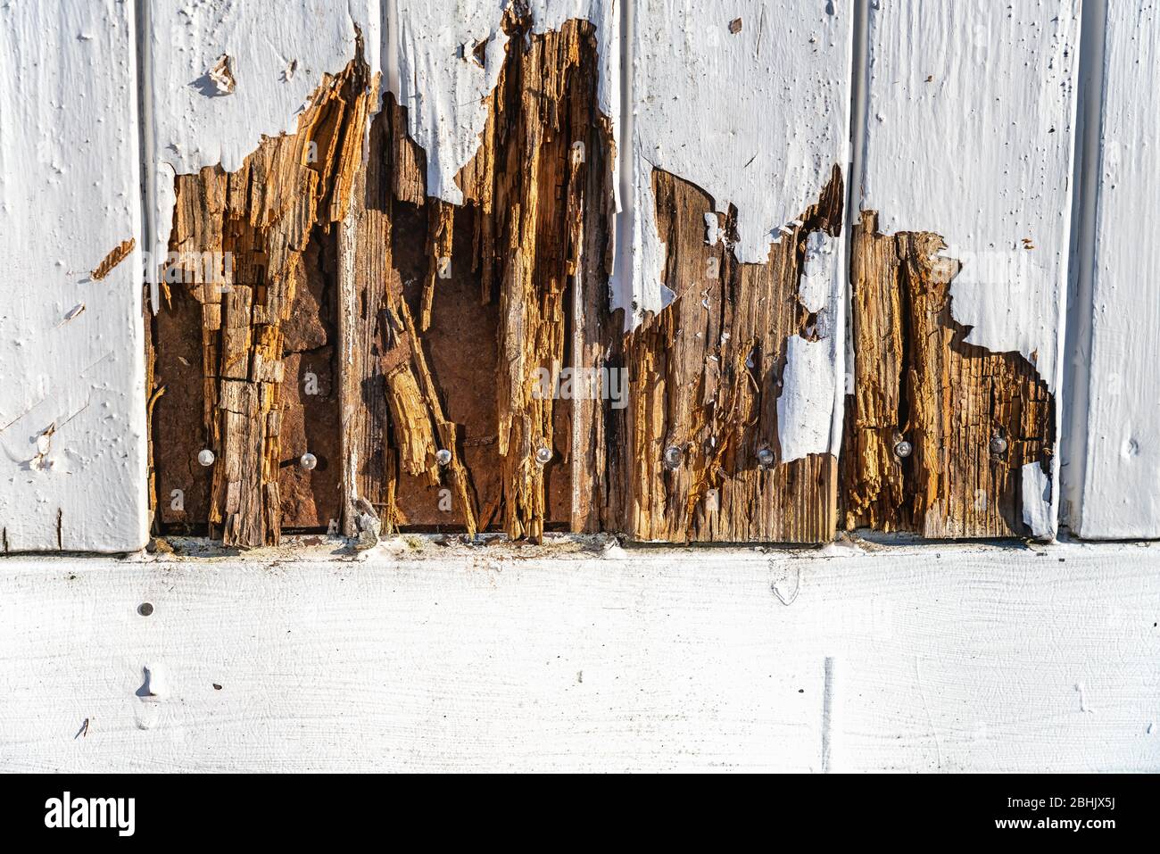 Wood rottenness hires stock photography and images Alamy