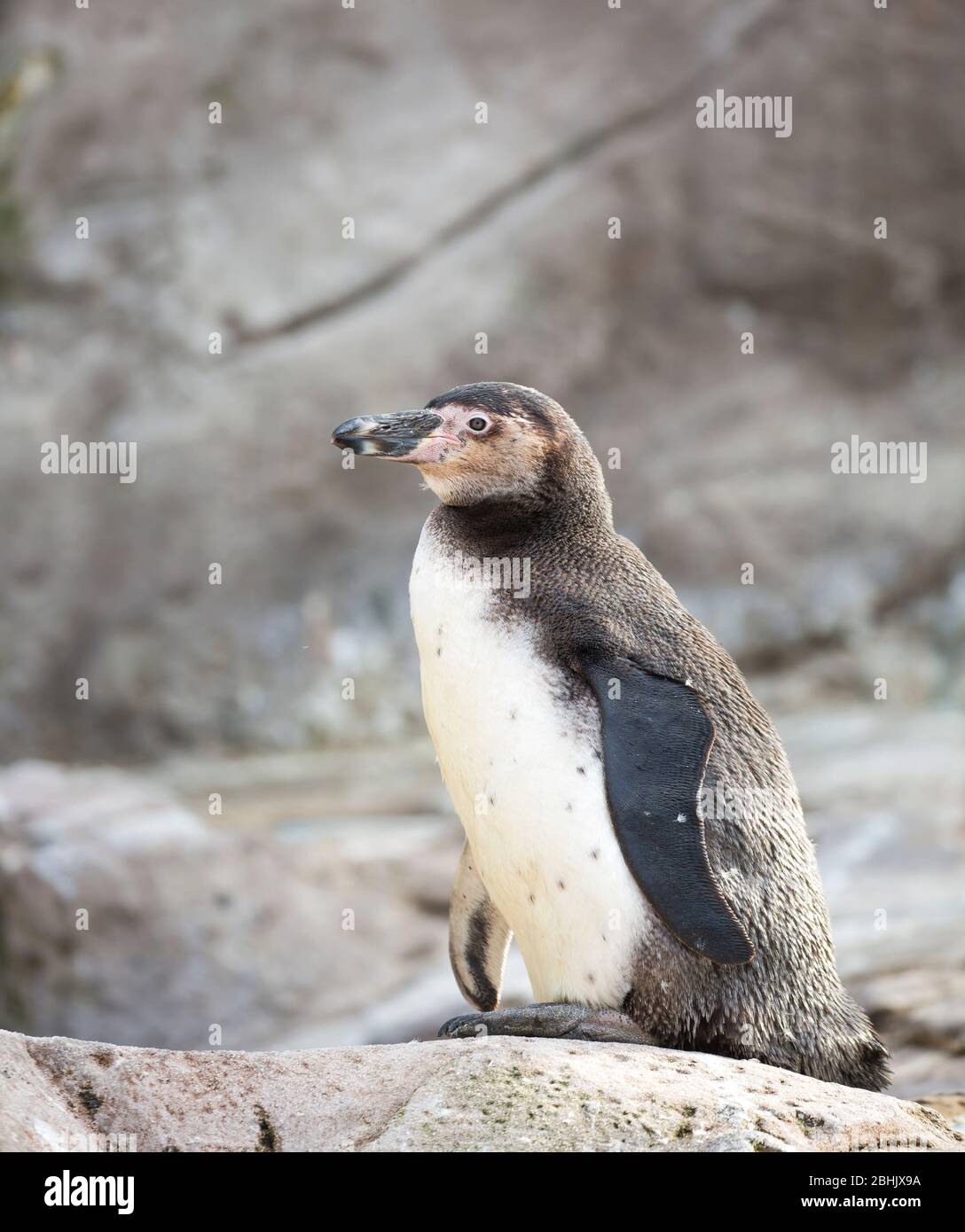 Side view close up of Humboldt penguin bird (Spheniscus humboldti) isolated, standing outdoors in enclosure, in captivity, West Midland Safari Park UK. Stock Photo