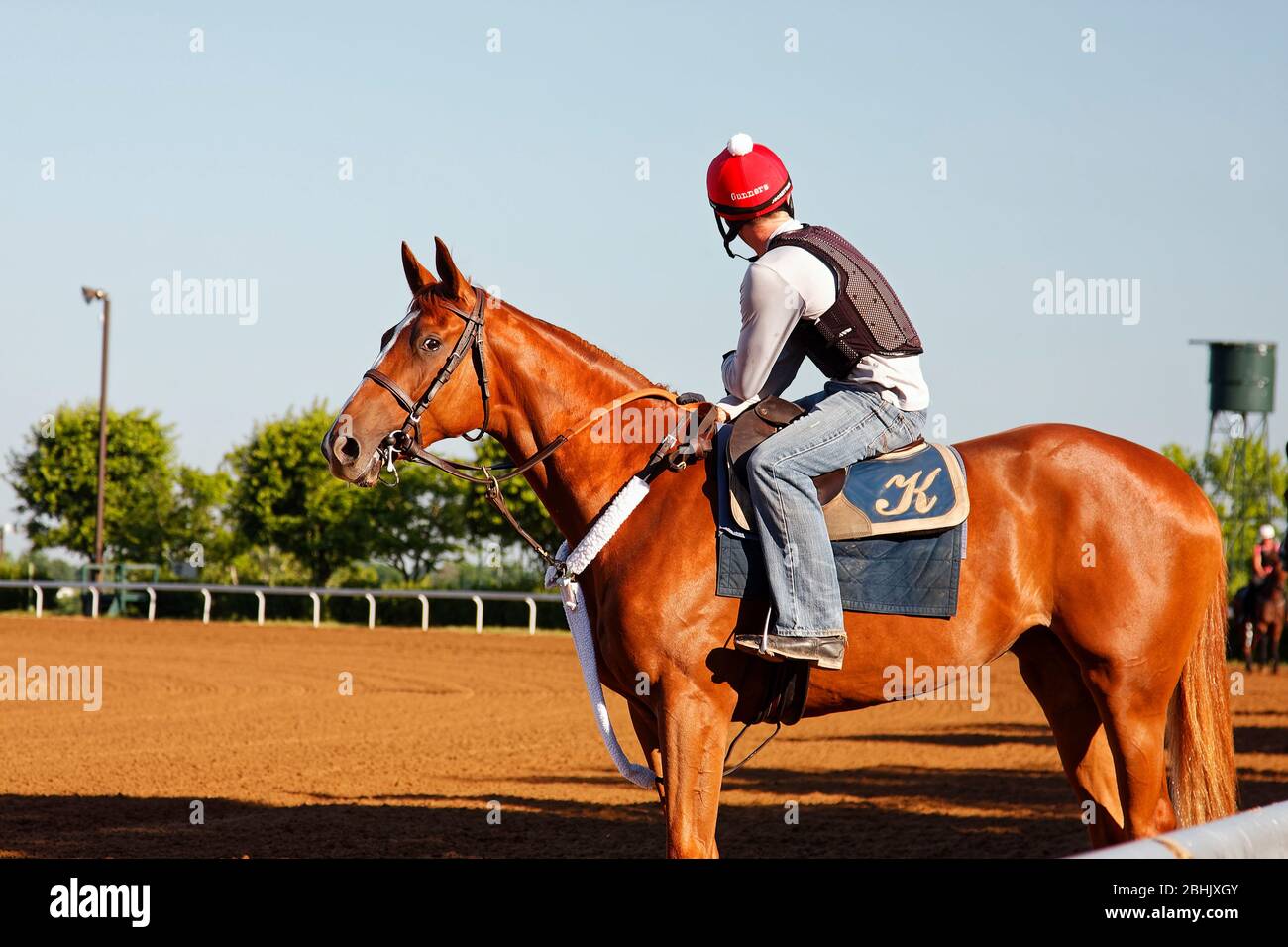 race horse, rider, ready for practice run, equine, animal, workout, job