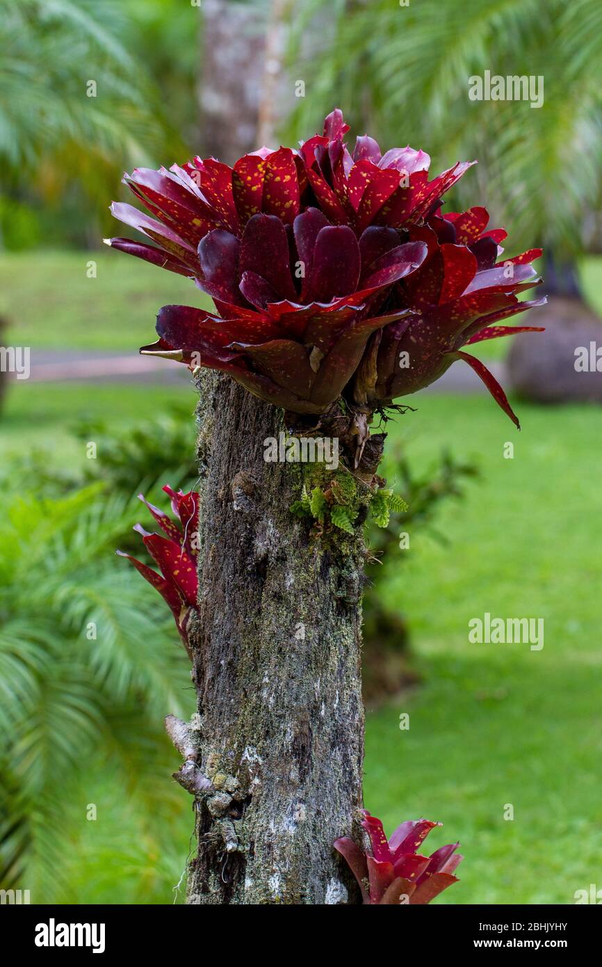 Dark red bromelia on tree stump Stock Photo