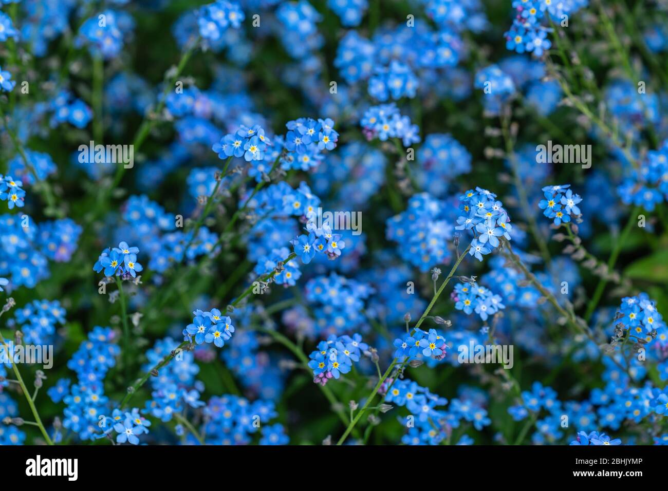 Myosotis is a genus of flowering plants in the family Boraginaceae. In the northern hemisphere they are colloquially denominated forget-me-nots or Stock Photo