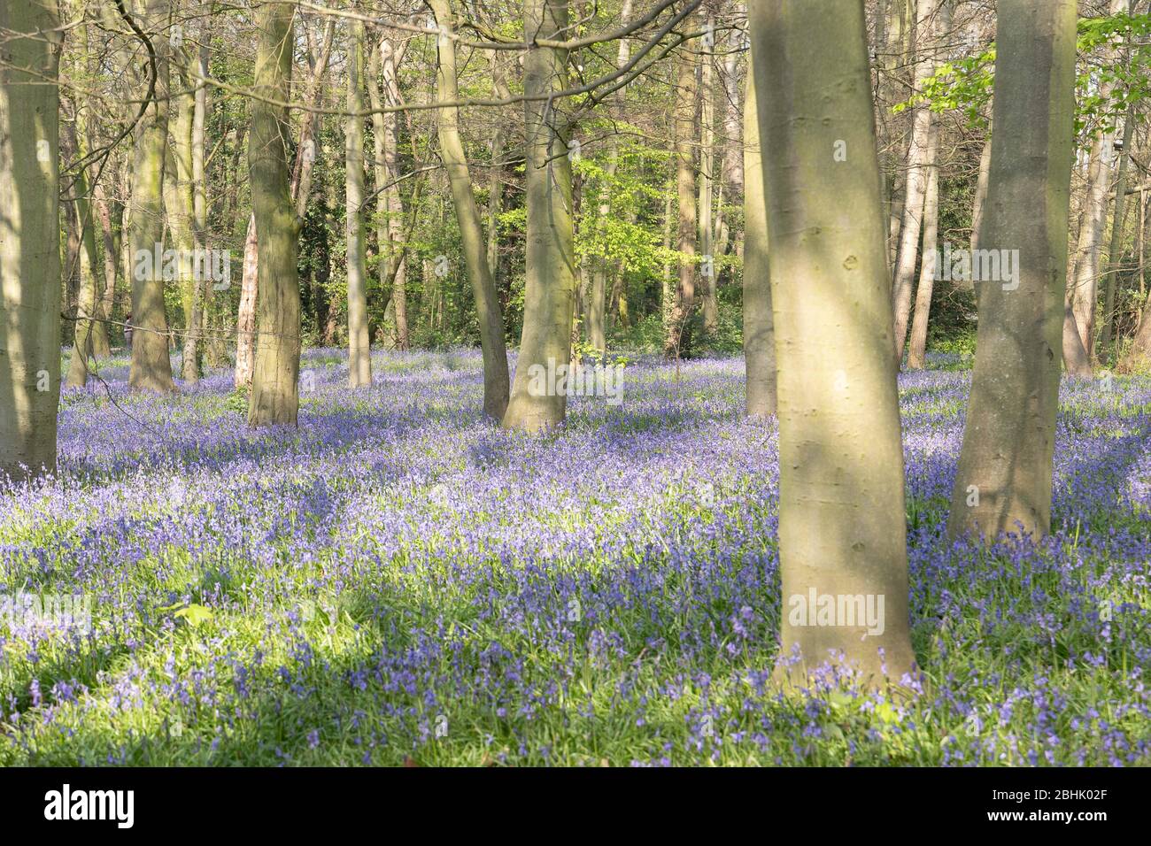 Bluebells in Chalet Wood,Epping Forest,Wanstead,London Stock Photo