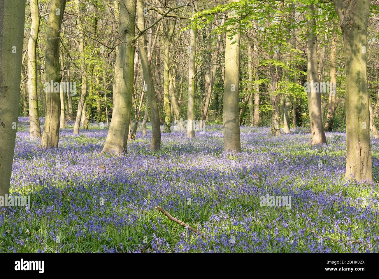 Bluebells in Chalet Wood,Epping forest,Wanstead,London Stock Photo